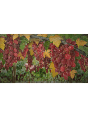 CGI-Grapes-Scene
